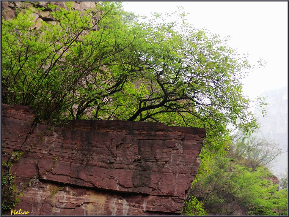 34.红石峡·红石与绿树·平台 摄影 马里奥MALIAO