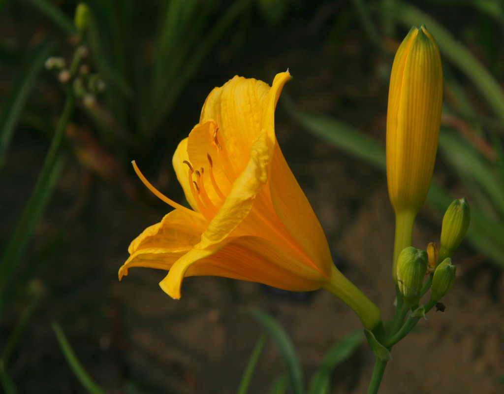 《黄花花之恋》系列4 摄影 宁夏.暴新义