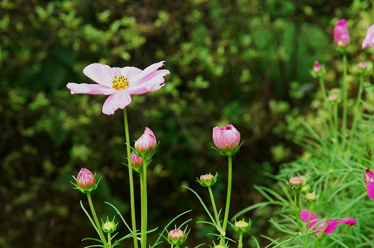 小花 摄影 游山游水