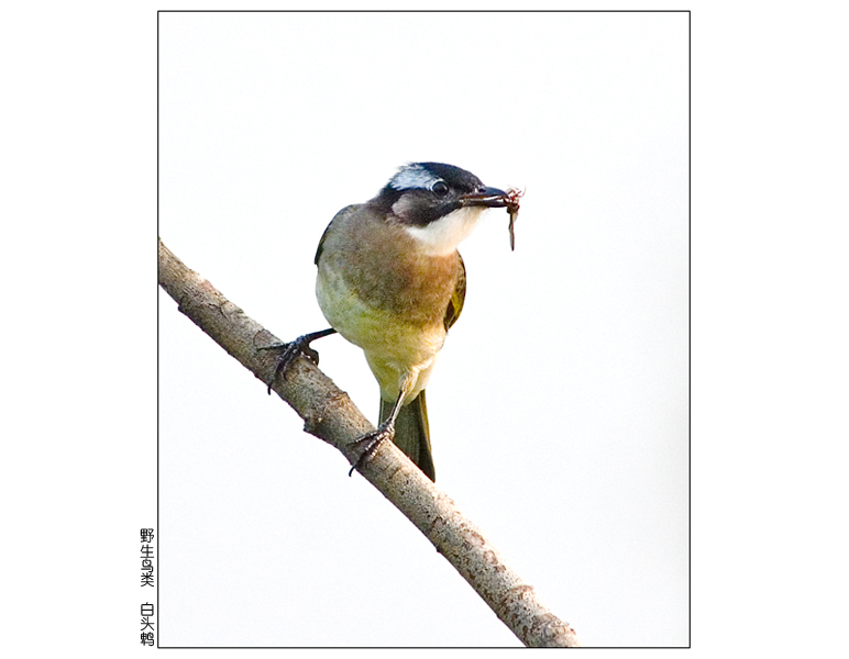 美食 摄影 pigeon