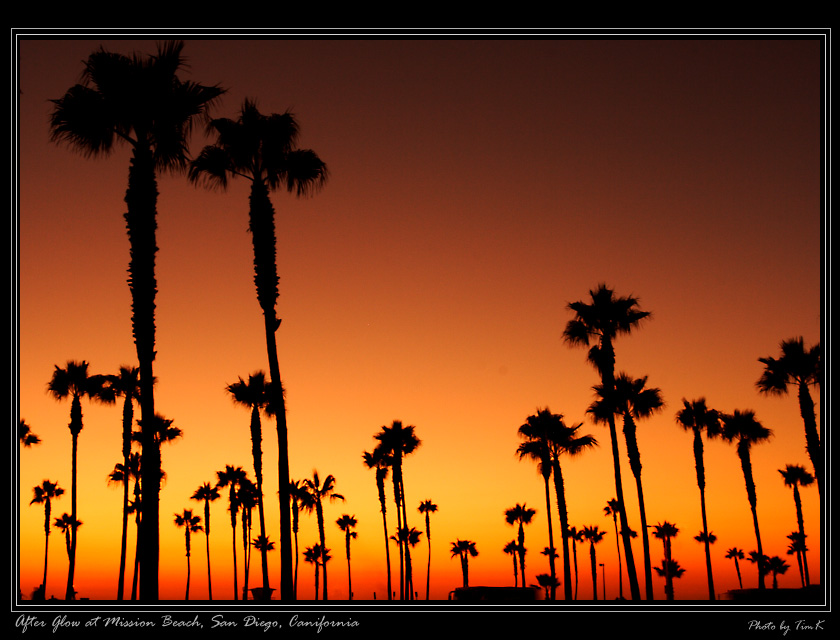 Palms Trees at Mission Beach 摄影 TimK