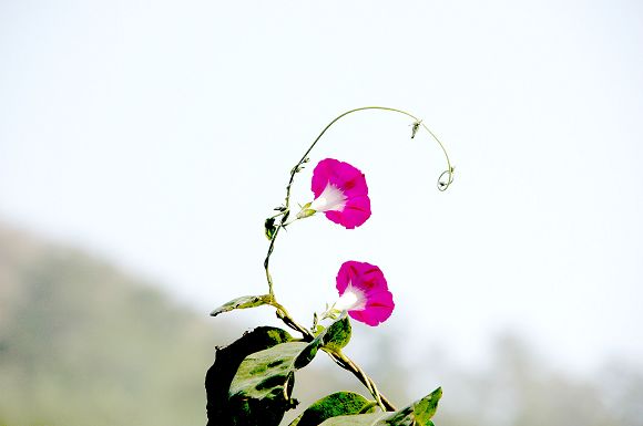 两朵花 摄影 城市猫眼