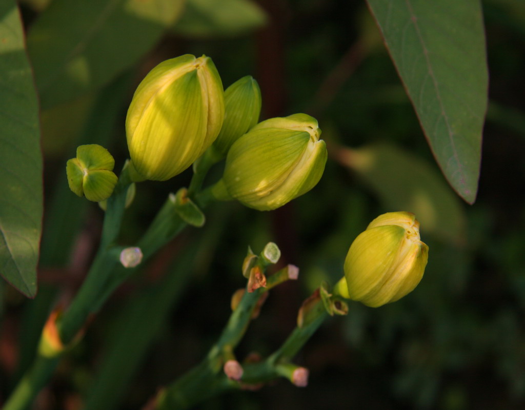 《黄花花之恋》系列5 摄影 宁夏.暴新义