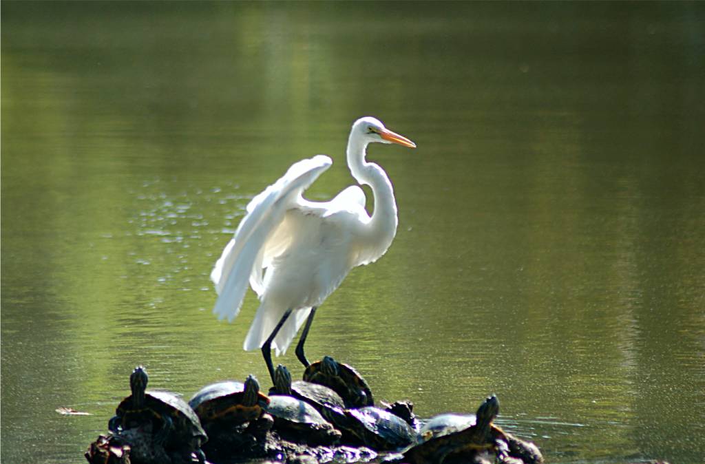 nature-097 摄影 fengsheng