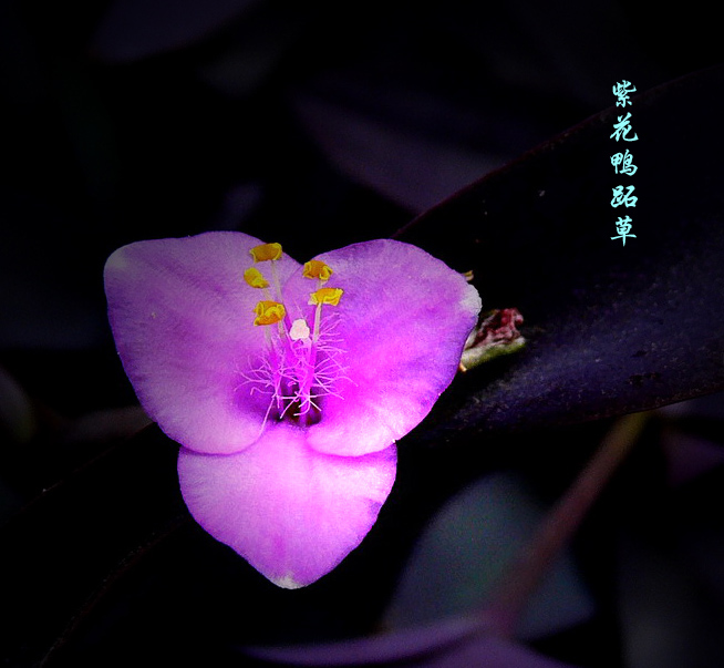 紫花鸭跖草 摄影 静野