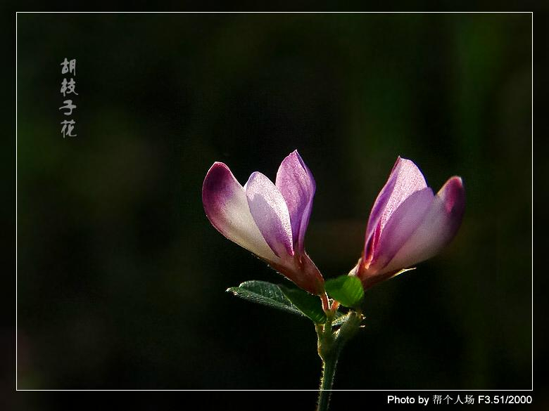 胡枝子花 摄影 帮个人场