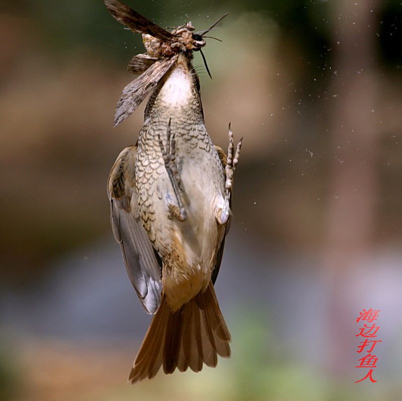 伯劳舞食 摄影 海边打鱼人