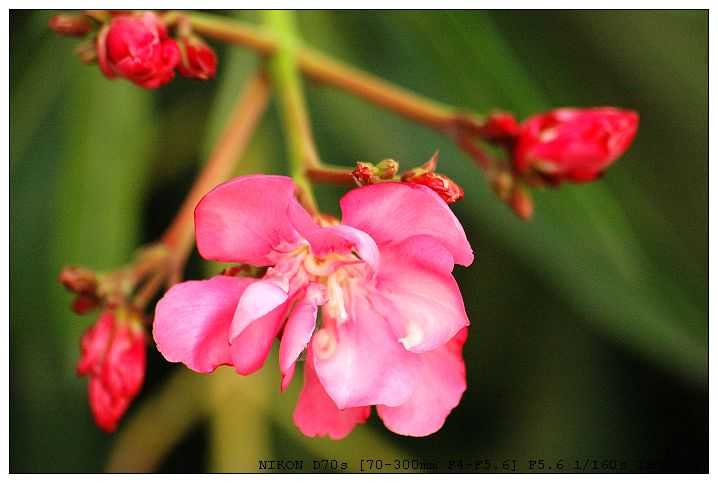 小花 摄影 人淡如菊.