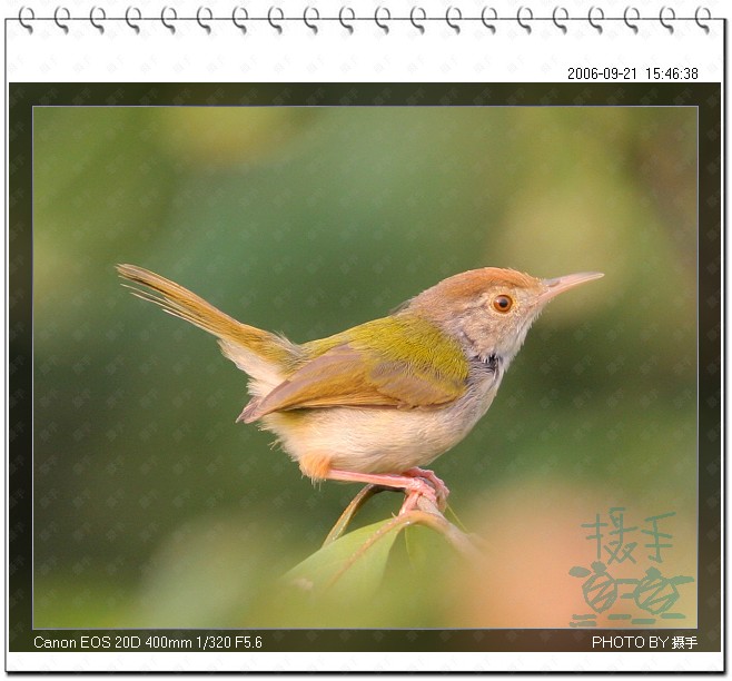 长尾缝叶莺 Common Tailorbird 摄影 福建摄手