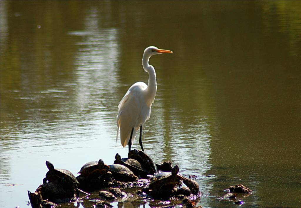 nature-096 摄影 fengsheng