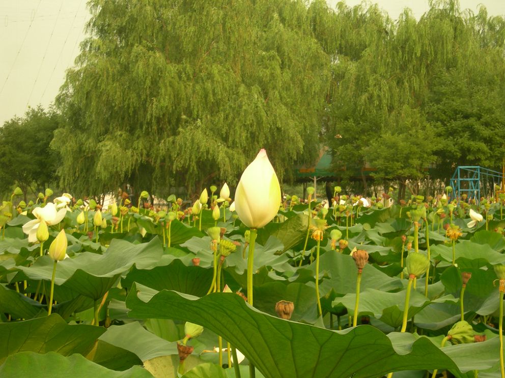 荷花满塘 摄影 歌德