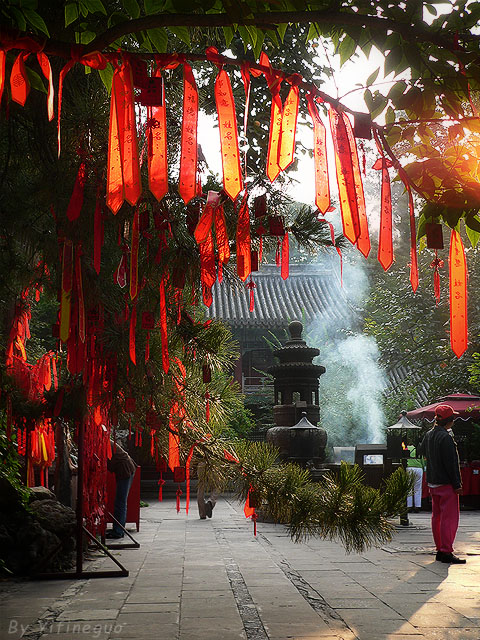 许愿树 摄影 yifineguo