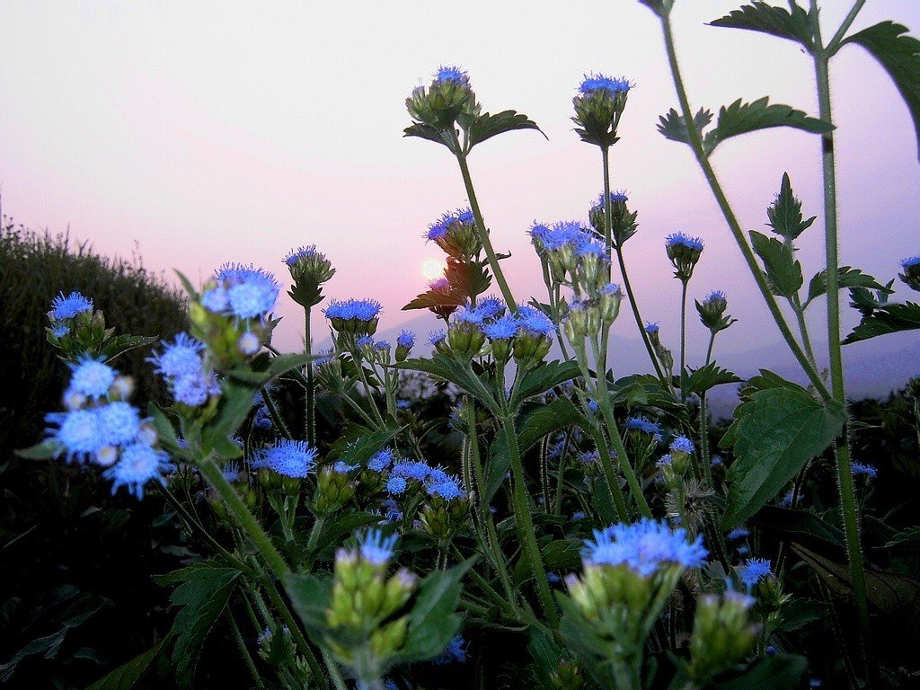 山花烂漫 摄影 溪流