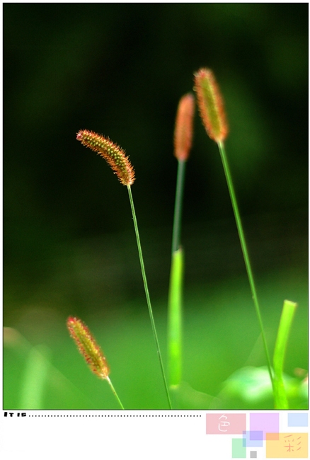 狗尾草 摄影 风过云淡