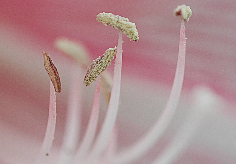 花花世界 摄影 无焦点