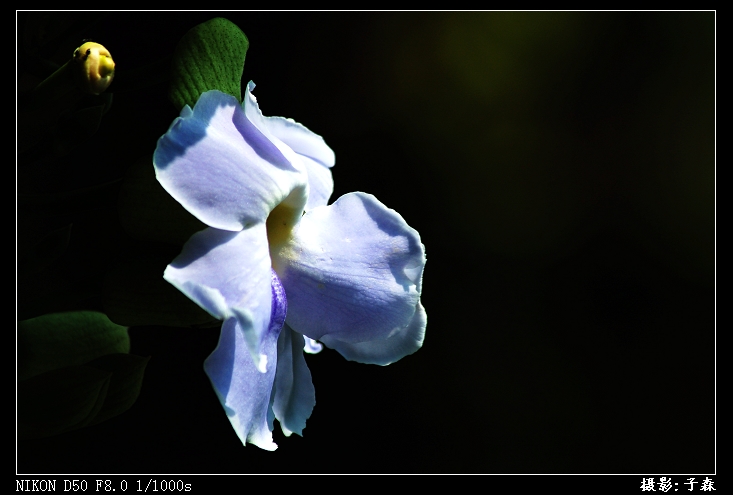 花 摄影 子森