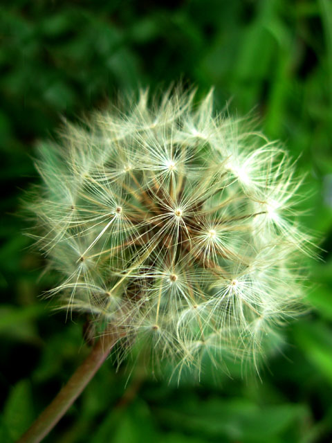 路边的野花 摄影 yueer清风