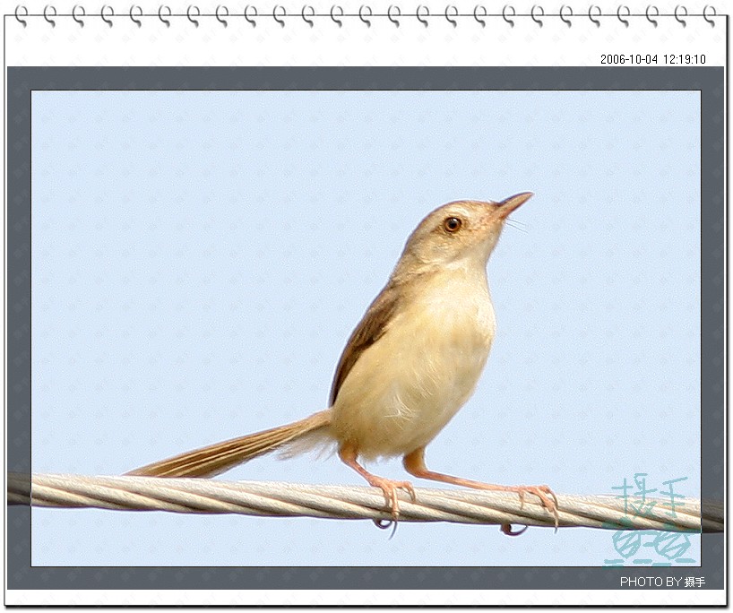 黄腹鹪莺 Yellow-bellied Prinia 摄影 福建摄手