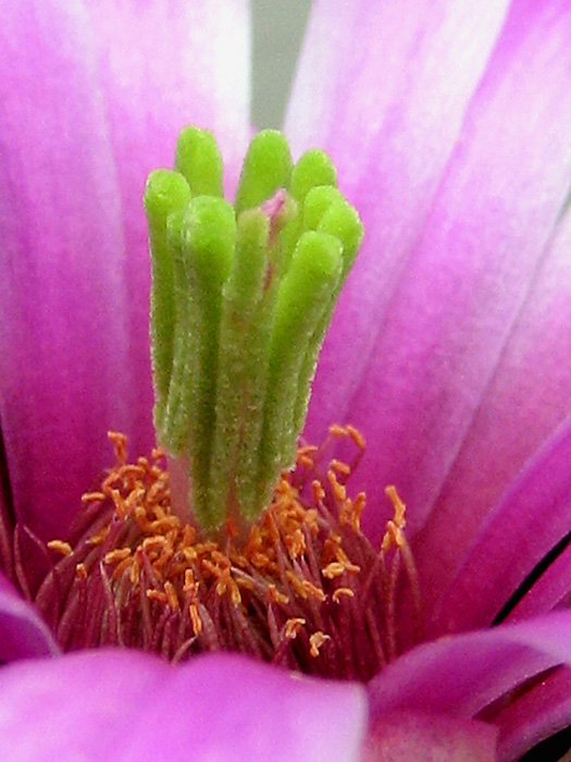 花蕊 摄影 清风丽影