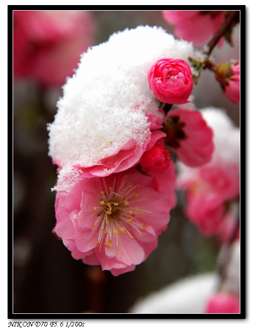 立春的雪 摄影 反光板