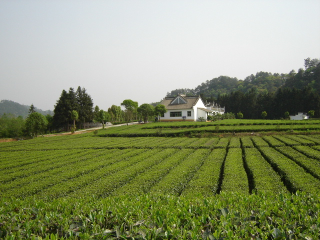 茶乡 摄影 秋叶丹霞