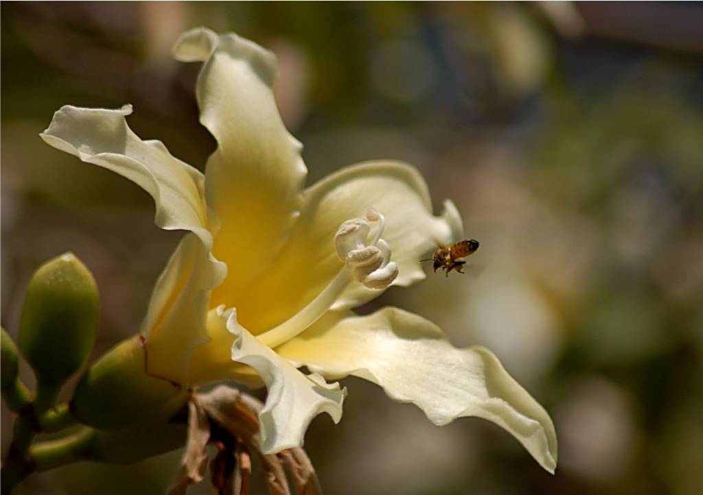 nature-120 摄影 fengsheng