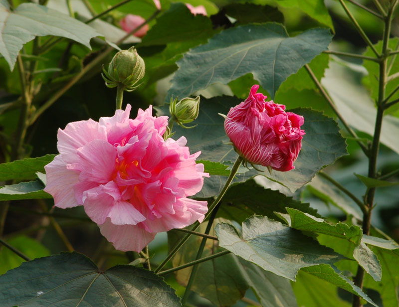 芙蓉花 摄影 蓉蓉