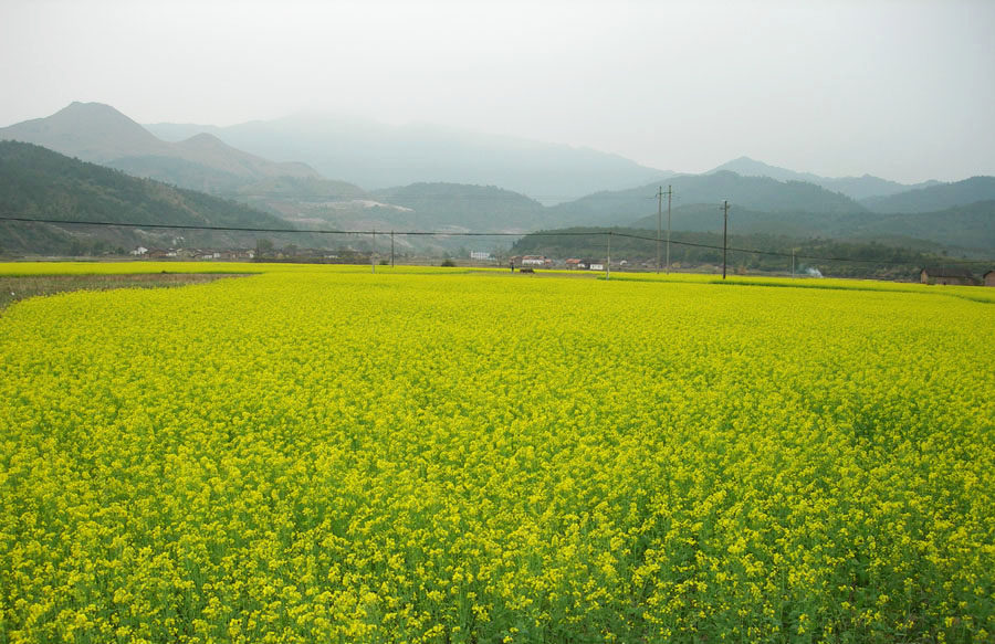 油菜花 摄影 宇文枫