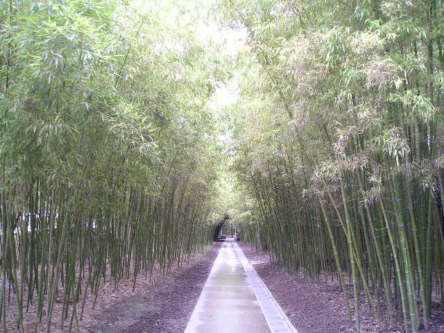 竹林走廊静悄悄 摄影 海灵