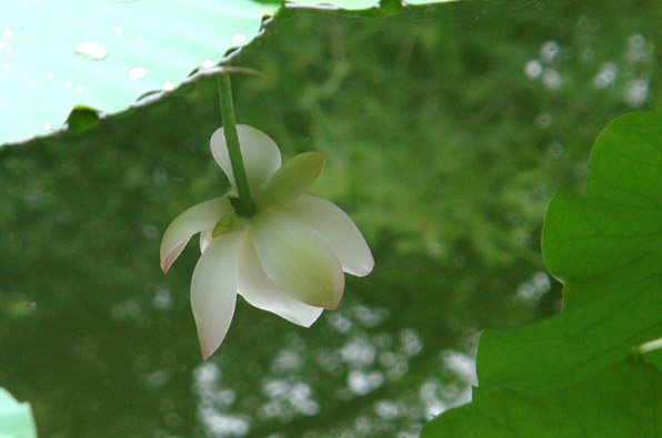 水里看花 摄影 碧塔海