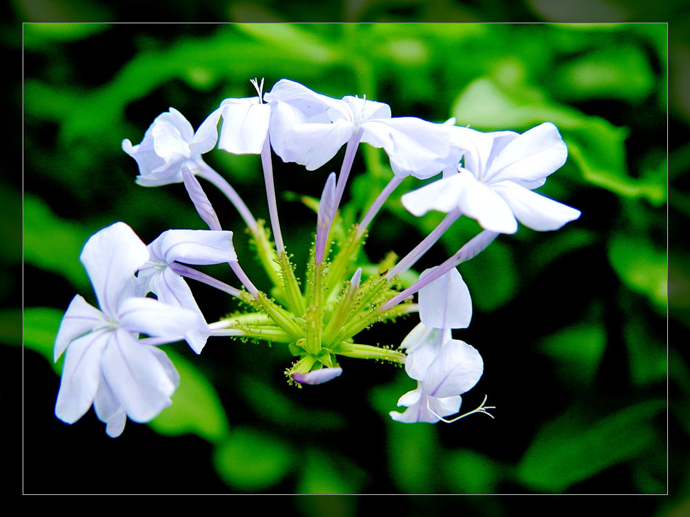 flower 摄影 依哇