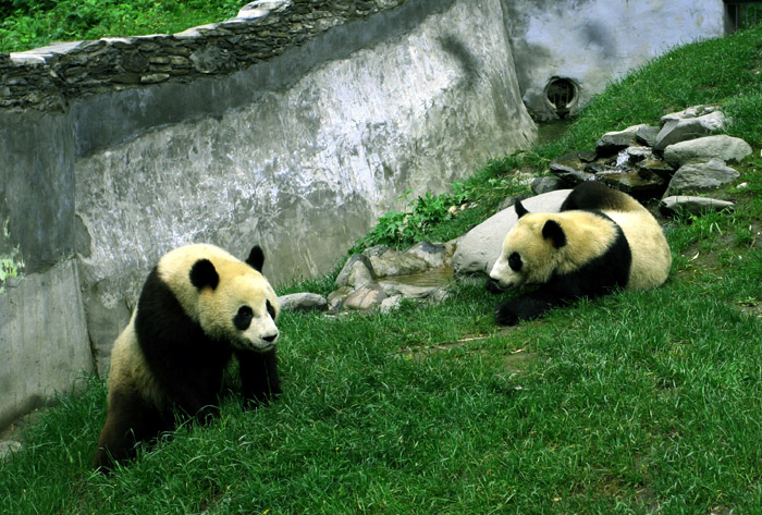 团团圆圆 摄影 蓠原草