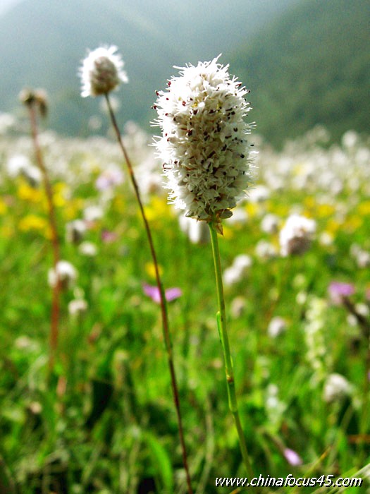 高原之花 摄影 山中客