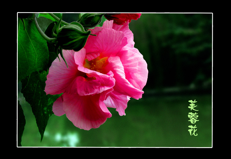 芙蓉花 摄影 朦朦诗雨