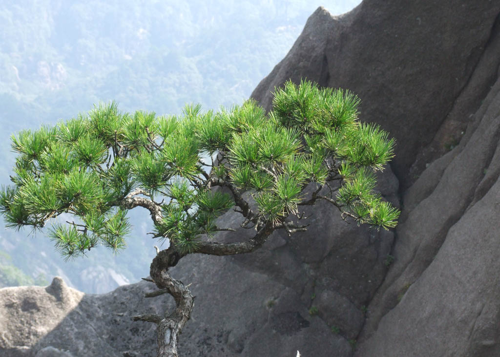 黄山松 摄影 琼皖云