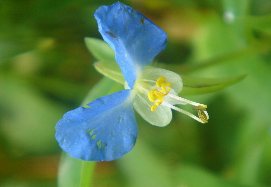 花蝶吐蕊 摄影 泰山老乡