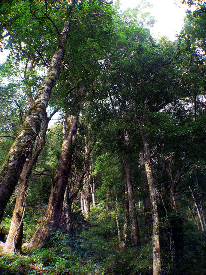 红豆杉林 摄影 含川