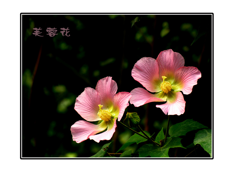 芙蓉花 摄影 朦朦诗雨