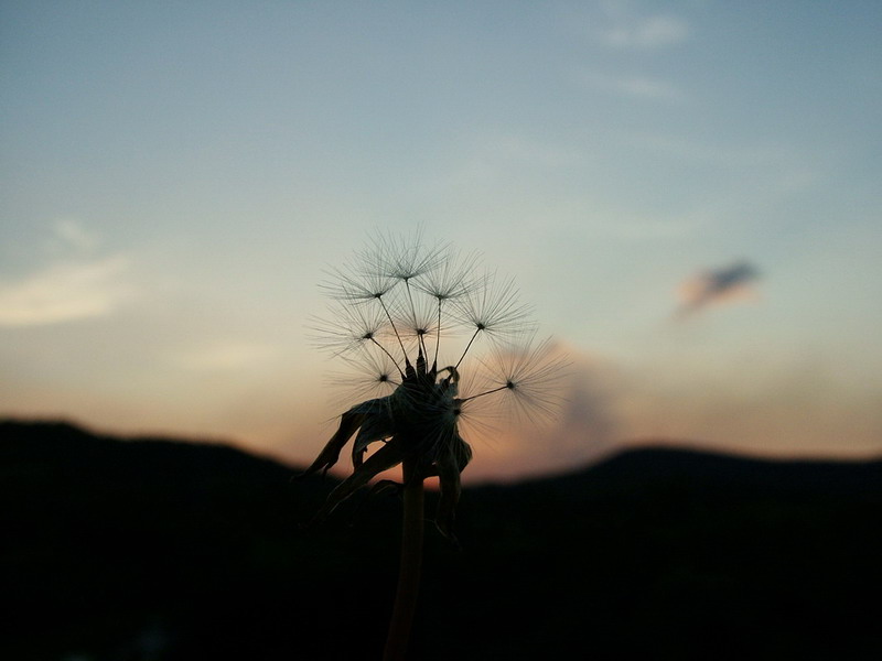 夕下的蒲公英 摄影 数码赫