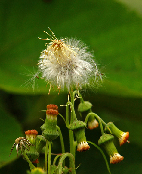 烂漫极致 摄影 兔耳芥菜