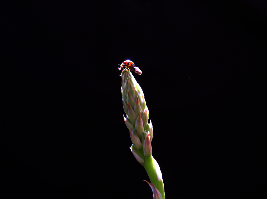 花仙子 摄影 阿林虎头