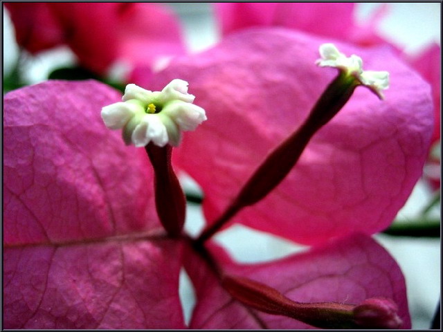 花心 摄影 laochen