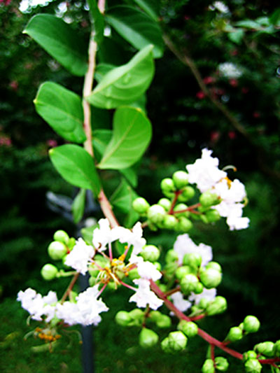 白色的花 摄影 zoew