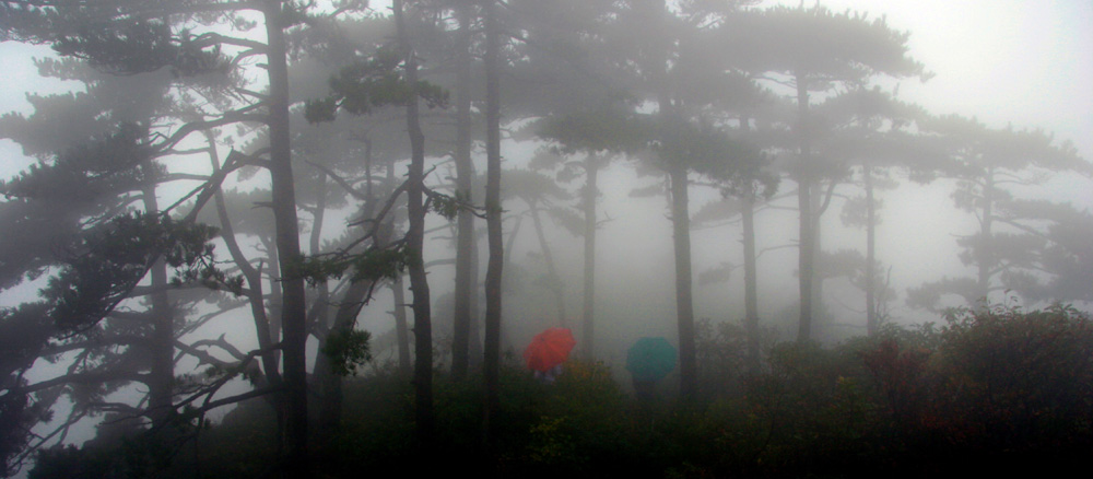 雾里看花 摄影 香山黑马