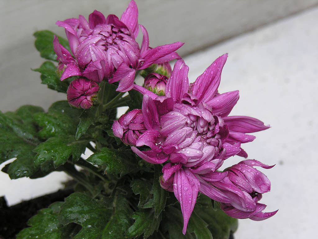 雨后观菊 摄影 未惬