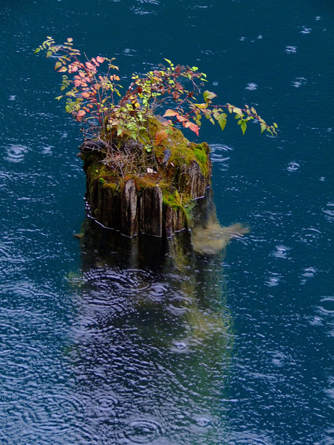 雨中的生命 摄影 许浪