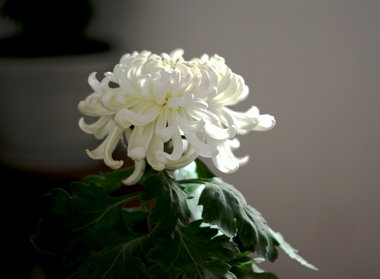 白菊 摄影 松雪