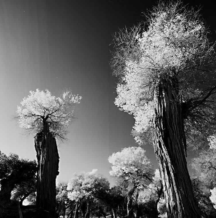 黑白额济纳胡杨 摄影 ROLLEI新手