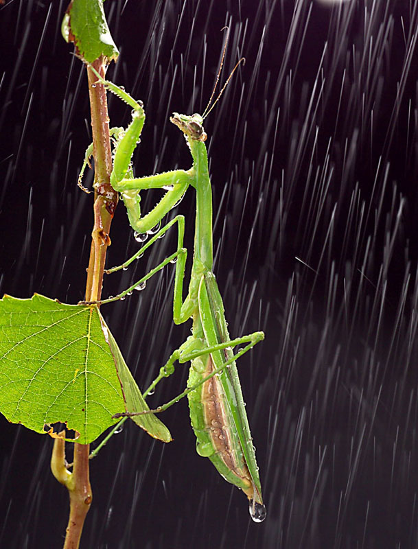 雨夜螳螂 摄影 我是小于