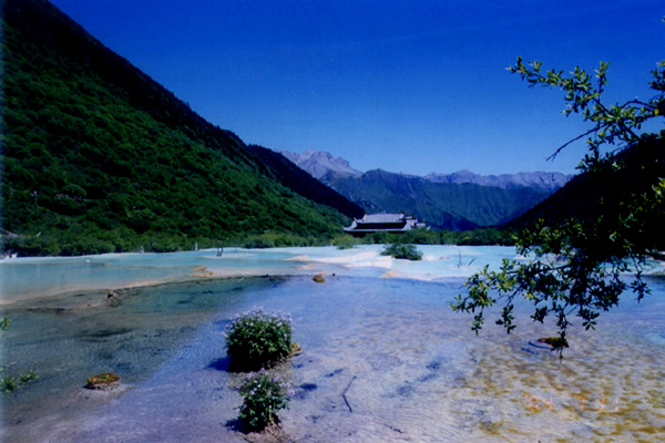 黄龙寺 摄影 椰子树